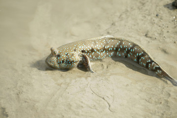 Portrait of a Blue Spotted Mud Skipper
