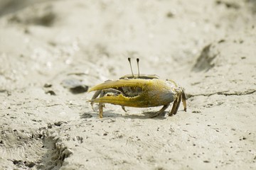 A Brown Fiddler Crab