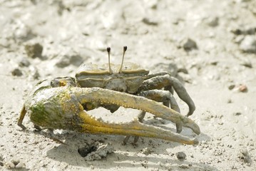 A Brown Fiddler Crab