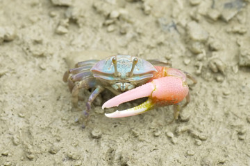 Portrait of  a Red Fiddler Crab