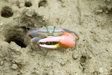 Portrait of  a Red Fiddler Crab
