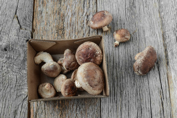 Shitake Mushroom on Wood Background