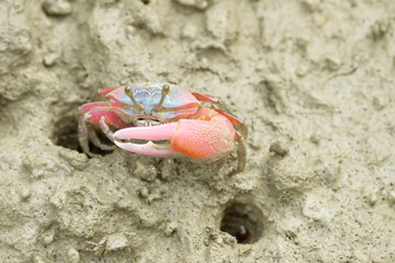 Portrait of  a Red Fiddler Crab