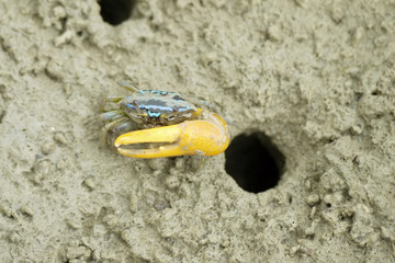 Portrait of  a Blue Fiddler Crab