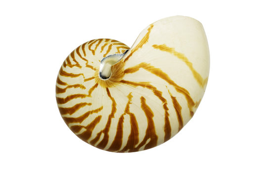 closup of a snail shell on white background