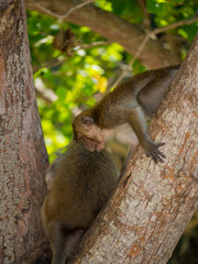 Obraz premium Monkey on the beach in Thailand