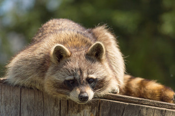 Raccoon playing on log in sun