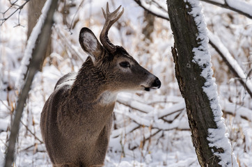 Whitetail buck in snow
