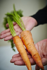 Fresh carrots