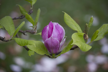 Obraz na płótnie Canvas magnolia fleur printemps pink flower