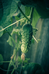 small cucumber on the lash in a greenhouse on a farm