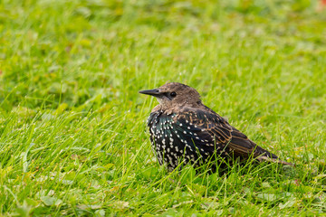 Starling