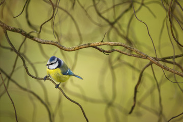 Tiny Blue tit on a feeder in a garden, hungry during winter
