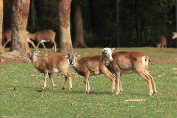 muflone mammifero selvaggio poppi