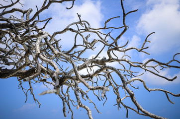 Branch of tree against the blue sky
