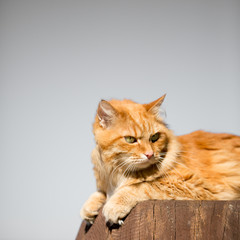 Obraz premium Beautiful red cat