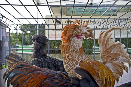 Paduan hens
