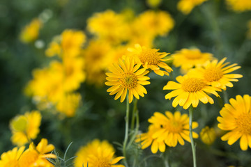 Spring background with beautiful yellow flowers