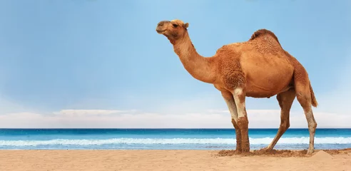 Keuken spatwand met foto Camel on the beach © konradrza