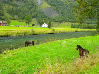 Norway, Flaam,green landscape with horses and the river