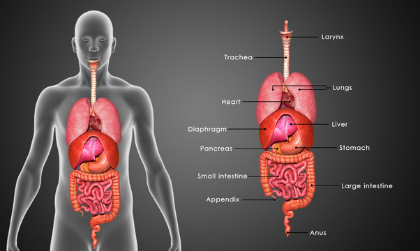 esophagus and trachea diagram