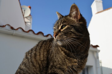 petit chat