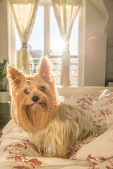 Yorkshire terrier