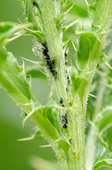 Plant louse
