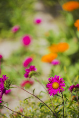 Beautiful pink cosmos flower ,India