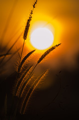 Grass in the sun