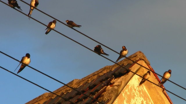 Swallows sitting on wires in a group