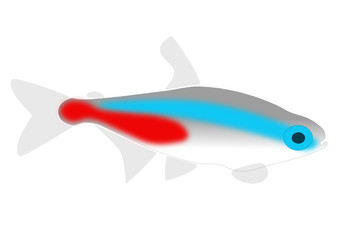 Neon tetra