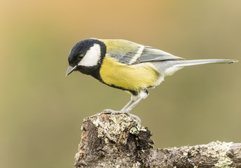 Fototapeta premium Carbonero