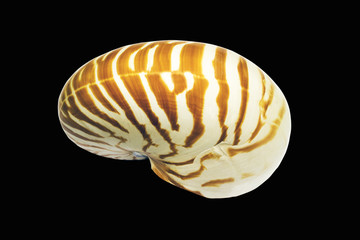 closeup snail seashell
