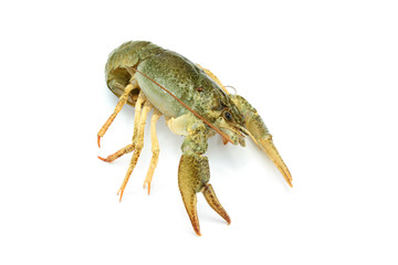 écrevisse