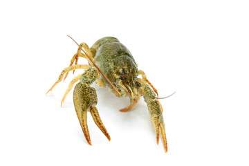 écrevisse