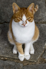 Beautiful Single Cat Looking Directly At Camera