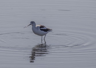 American Avocet