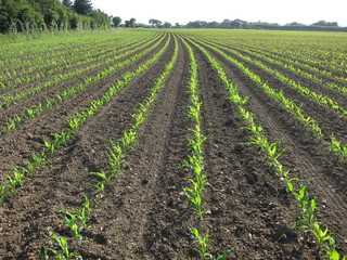 Fototapeta na wymiar Corn field in Spring