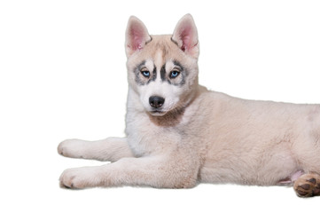 Husky Welpe