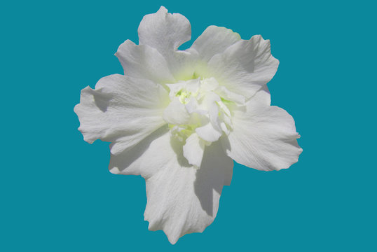 Fototapeta White flower on turquoise background