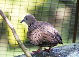 Spotted Dove