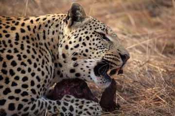 Leopardo namibiano
