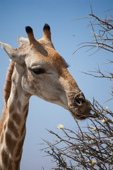 Naklejka premium Giraffa mangia foglie di acacia