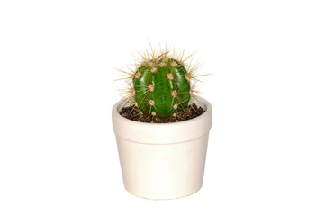 Cactus potted