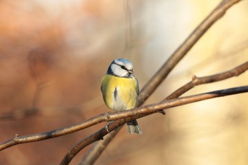 Blue tit (Parus caeruleus) on a twig at dawn