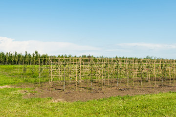 Young pear espaliers in a horticulture