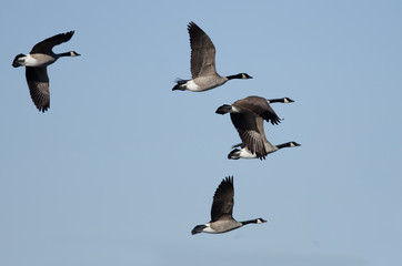 Obraz premium Flock of Canada Geese Flying in a Blue Sky