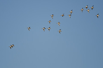 Flock of American Wigeons Flying in a Blue Sky