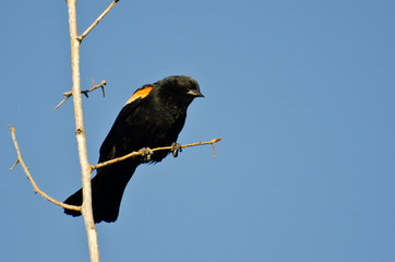 Red-Winged Blackbird Perched in Tree